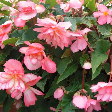 Begonia Chanson Pink & White Bicolour F1 Hybrid 