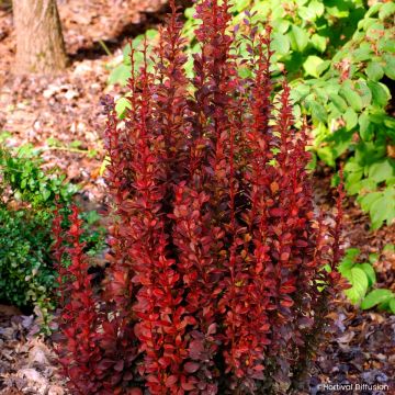 Berberis thunbergii Golden Rocket - Epine-vinette 