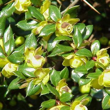 Berberis verrucolosa - Épine vinette verruqueuse