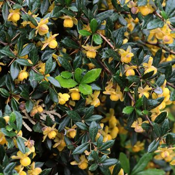 Berberis hybrido-gagnepainii Chenaultii - Épine-vinette