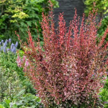 Beberis thunbergii Red Rocket - Epine-vinette