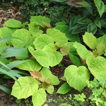 Begonia grandis evansiana