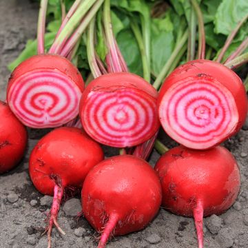 Betterave Chioggia - Ferme de Ste Marthe