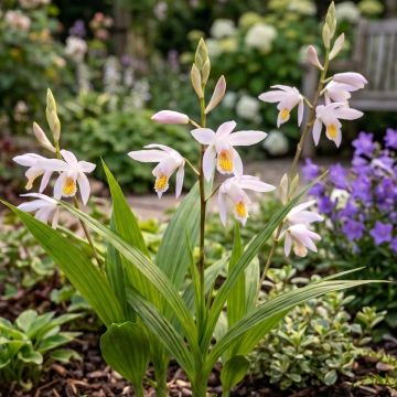 Bletilla Coritani - Orchidée jacinthe