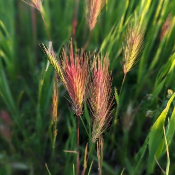 Graines de Bromus rubens - Brome rouge