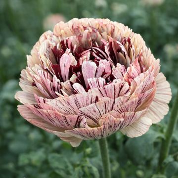 Renoncule fleur double rouge - Ranunculus asiaticus