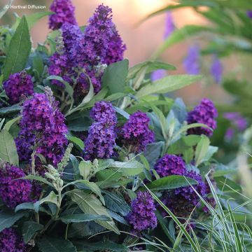 Buddleia davidii Nanho White - Arbre aux papillons nain