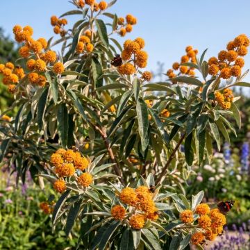 Buddleia megalocephala - Arbre à papillons