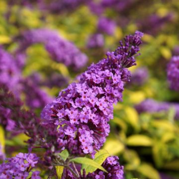 Buddleia davidii Masquerade - Arbre aux papillons
