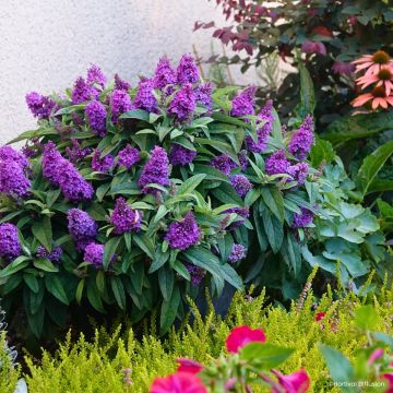 Buddleja davidii Tiny Buddy Violet - Arbre aux papillons nain