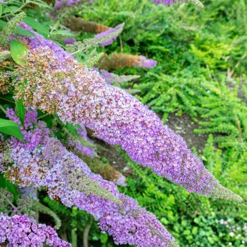 Buddleja Wisteria Lane - Arbre à papillons