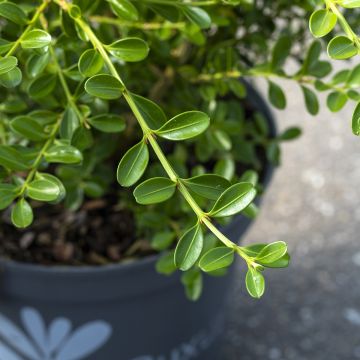Buis - Buxus Betterbuxus Renaissance