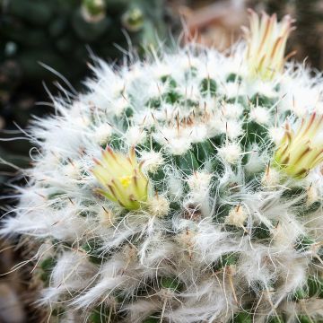 Cactus - Mammillaria baxteriana