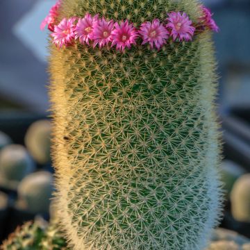 Cactus - Mammillaria pilcayensis