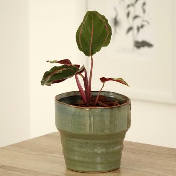 Calathea Medallion