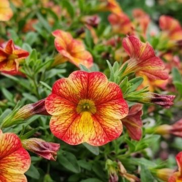Calibrachoa MiniFamous Double Pinktastic - Mini-pétunia double.