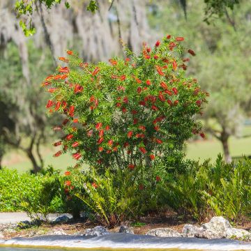 Callistemon rigidus - Rince-bouteille