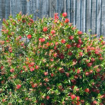 Callistemon  citrinus Splendens - Rince-bouteille citrine