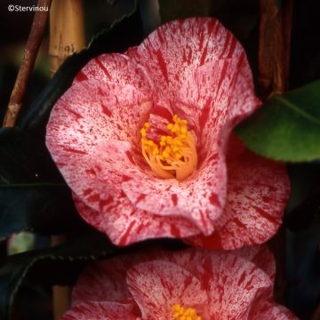 Camélia Midnight Variegated - Camellia japonica