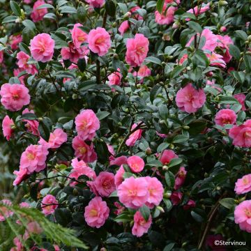 Camélia Inspiration - Camellia x reticulata