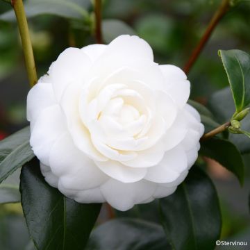 Camélia classique - Camellia Nuccio s Pearl