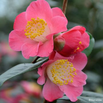 Camélia classique - Camellia Nuccio s Pearl
