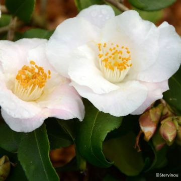 Camélia champêtre Fairy blush 