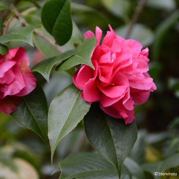 Camélia réticulé Illumination - Camellia reticulata