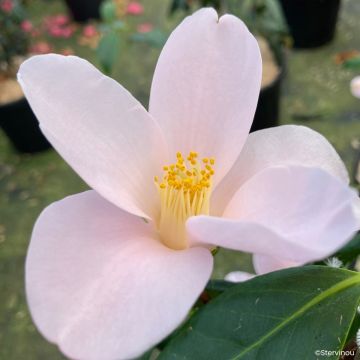 Camelia d'automne - Camelia Setsugekka