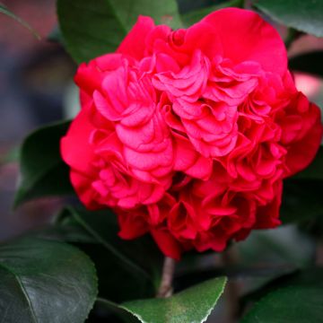 Camellia japonica Kramer's Supreme - Camélia du Japon