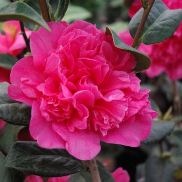Camélia Anticipation - Camellia x williamsii