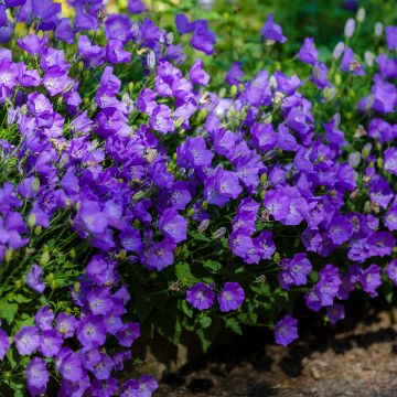 Campanule carpatica Clips bleue - Campanule des Carpates en pot de 2/3 L