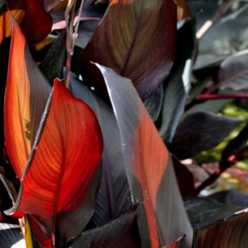 Canna Red Wine - Balisier