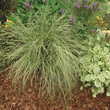 Carex comans Bronco - Laîche de Nouvelle-Zélande 