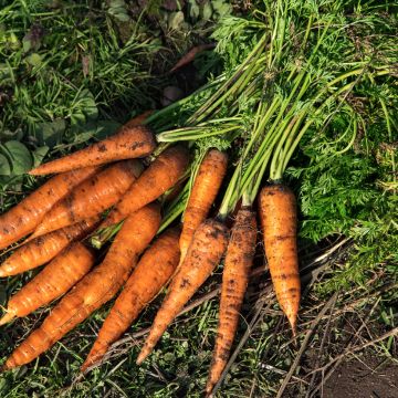 Carotte Fucino - Daucus carota 