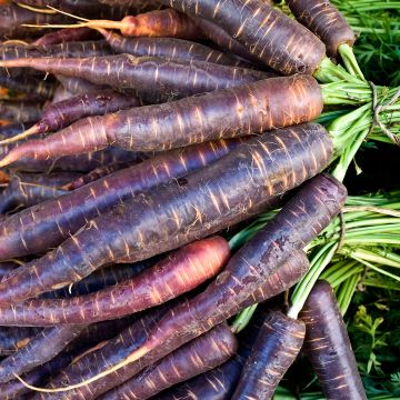 Carotte Purple Haze F1
