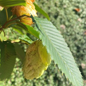 Carpinus japonica Chinese Lantern - Charme du Japon