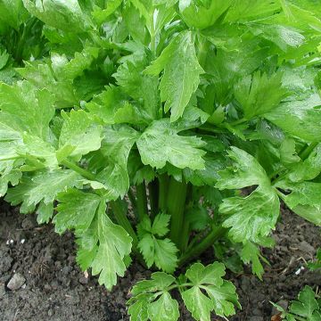 Céleri Branche Golden Spartan - Apium graveolens