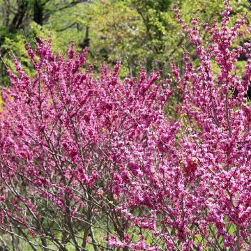 Cercis chinensis Avondale - Gainier de Chine