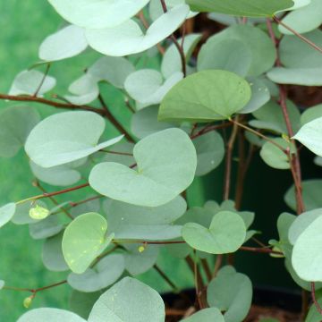 Cercis chinensis Shirobana - Gainier de Chine
