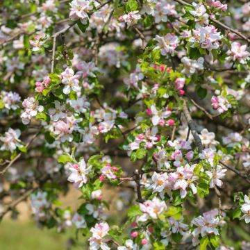 Prunier myrobolan - Prunus cerasifera