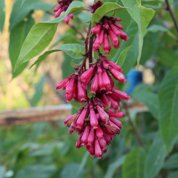 Cestrum fasciculatum Newellii - Cestreau rouge du Mexique