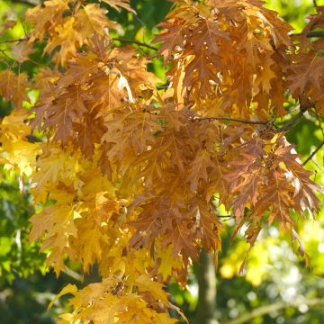 Chêne des marais, Chêne épingle - Quercus palustris