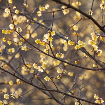 Chimonanthus praecox - Chimonanthe précoce
