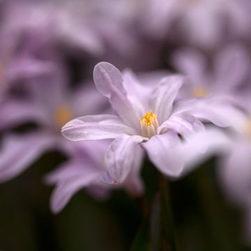 Chionodoxa Luciliae
