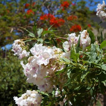 Chitalpa tashkentensis - Chitalpa de Tashkent