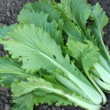 Chou de Chine Pé Tsai Granaat Bio - Ferme de Sainte Marthe