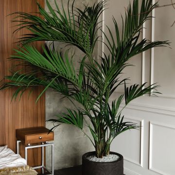 Chrysalidocarpus lutescens - Aréca des fleuristes