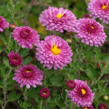 Chrysanthème des jardins Herbstbrokat - Chrysanthemum (x) indicum
