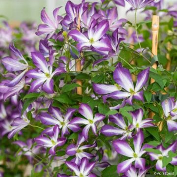 Clématite Viticella Etoile Violette
